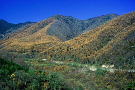 Image of Japanese Larch