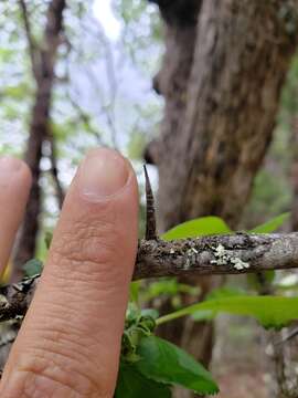 Image of hawthorn