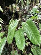 Imagem de Anthurium talamancae Engl.