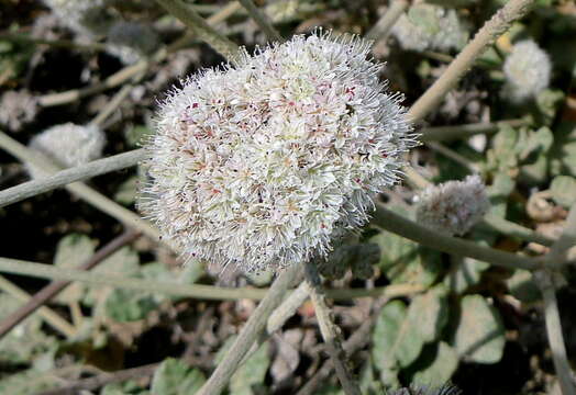 Image of seaside buckwheat