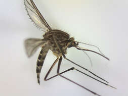 Image of Aedes antipodeus (Edwards 1920)