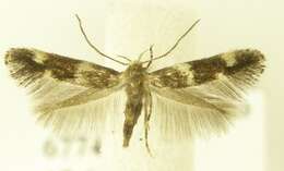 Image of Elachista compsa Traugott-Olsen 1974