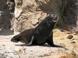 Image of Sea Lion