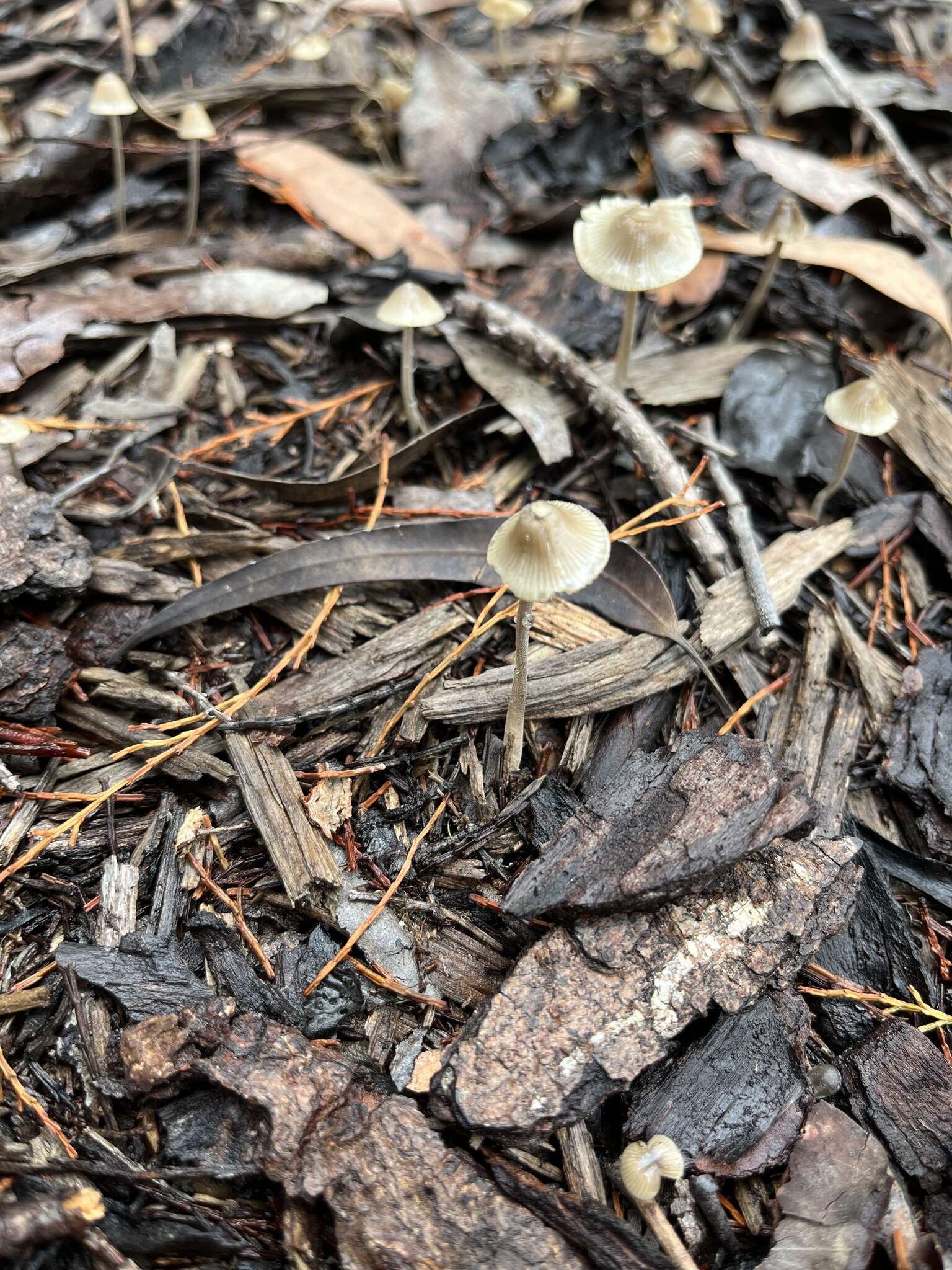 Mycena arcangeliana Bres. 1904 resmi