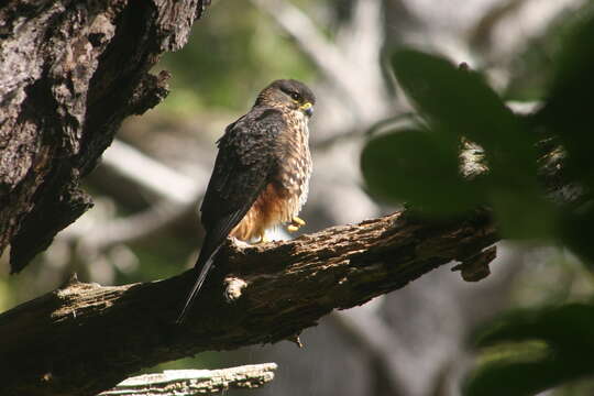 Image of New Zealand Falcon