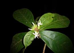 Image of Duroia costaricensis Standl.