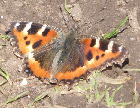 Imagem de Aglais urticae Linnaeus 1758