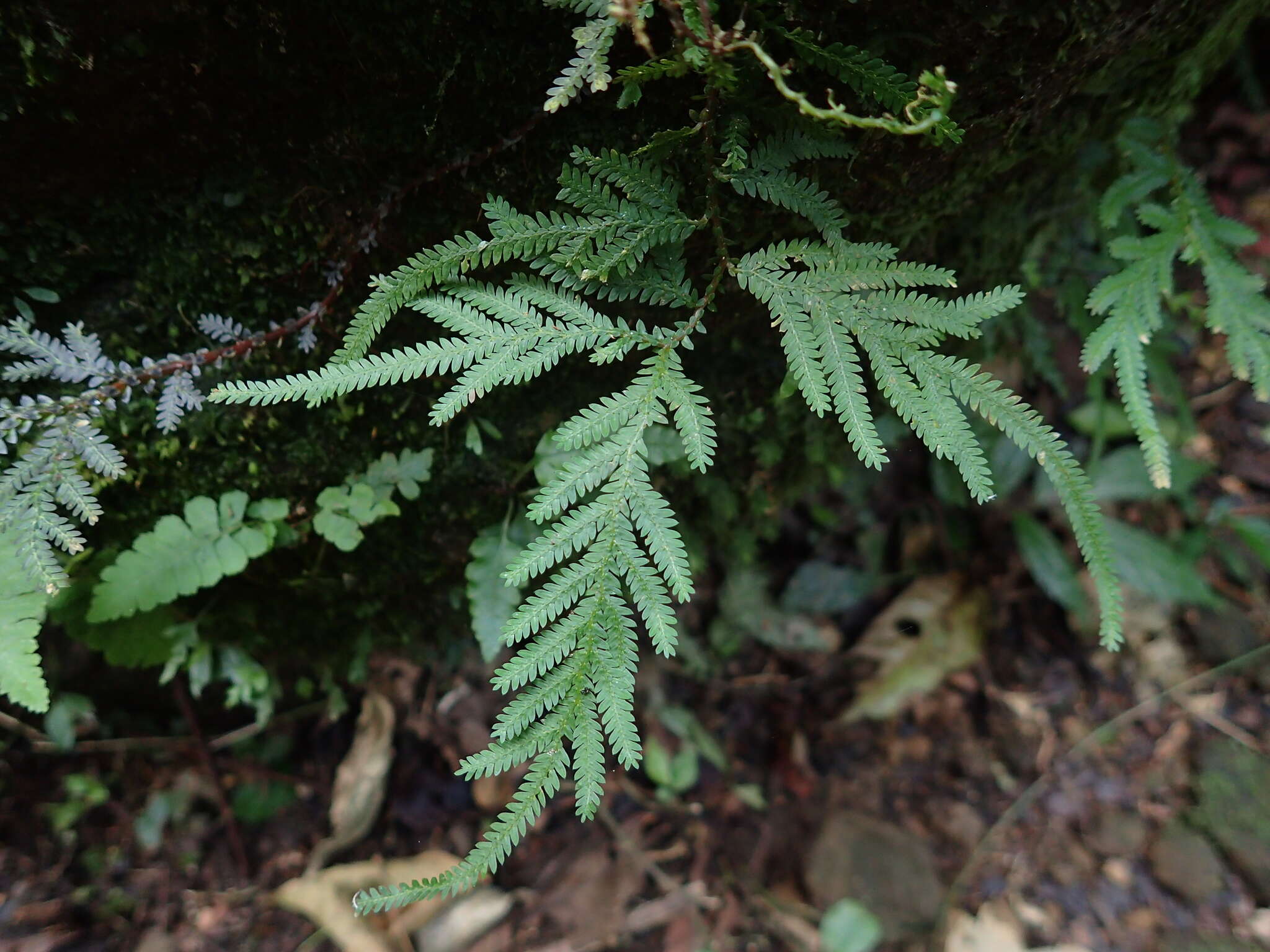 Sivun Selaginella delicatula (Desv. ex Poir.) Alston kuva