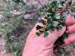 Image de Dodonaea triangularis Lindl.