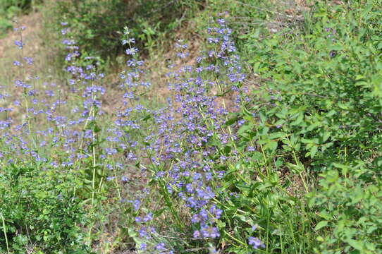 Image of finetooth beardtongue