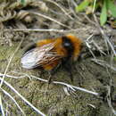 Image of High Arctic Bumble Bee