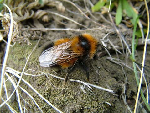 Image of High Arctic Bumble Bee