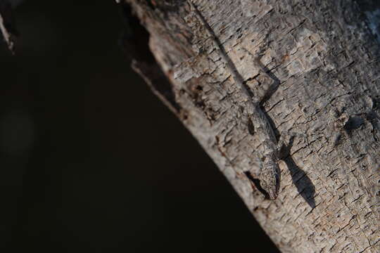 Image of Guantanamo  Anole