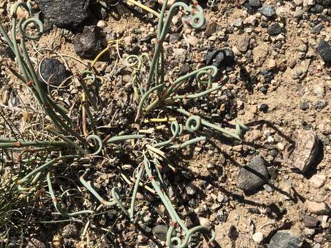 Image of Ephedra przewalskii Stapf