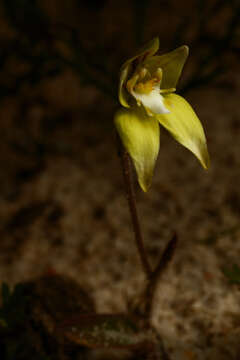 Image of Caladenia flava R. Br.