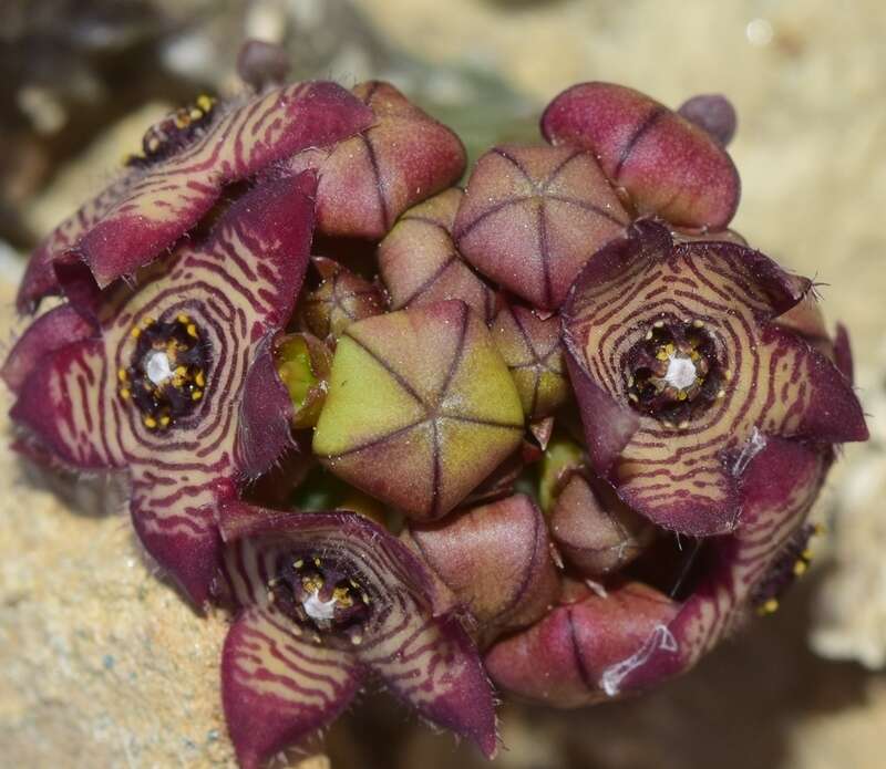 Image de Ceropegia europaea (Guss.) Bruyns