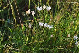 Image of long-ray brodiaea