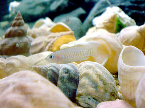 Image of Lamprologus Multifasciatus