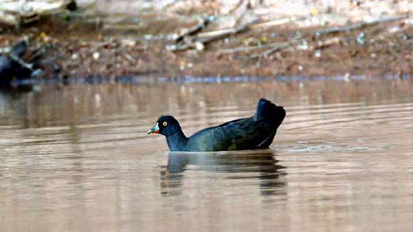 Image of Black-tailed Native-hen