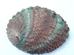 Image of pink abalone