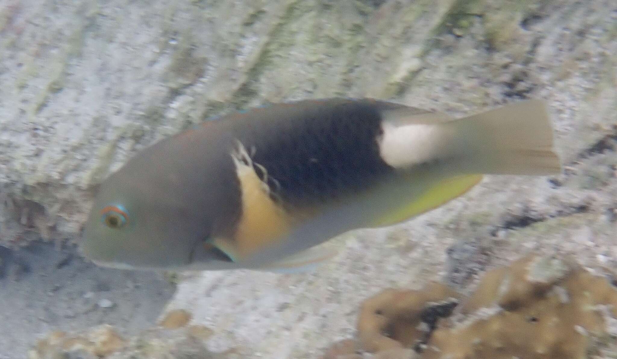 Image of Anchor trunkfish