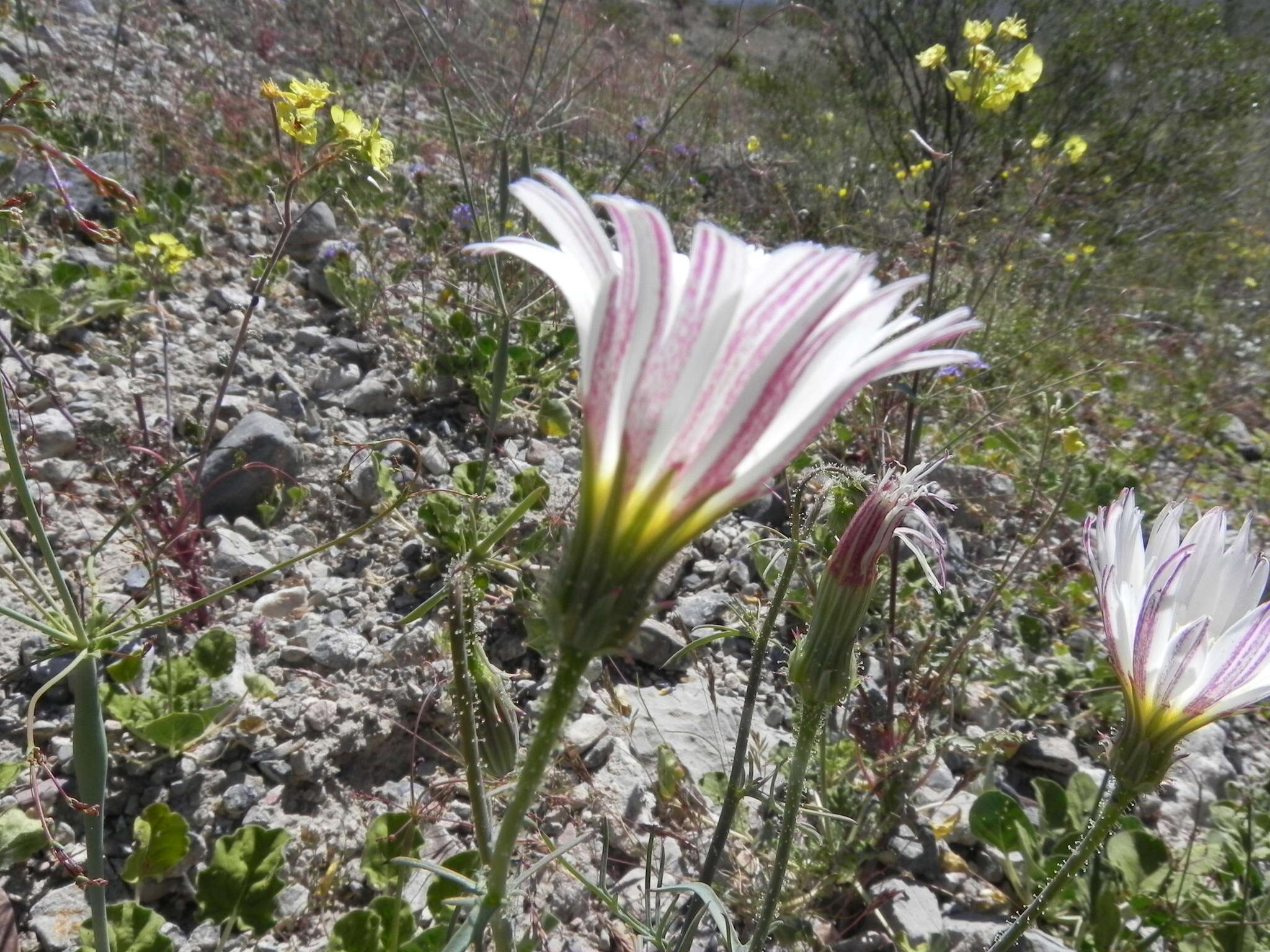 Слика од Calycoseris wrightii A. Gray