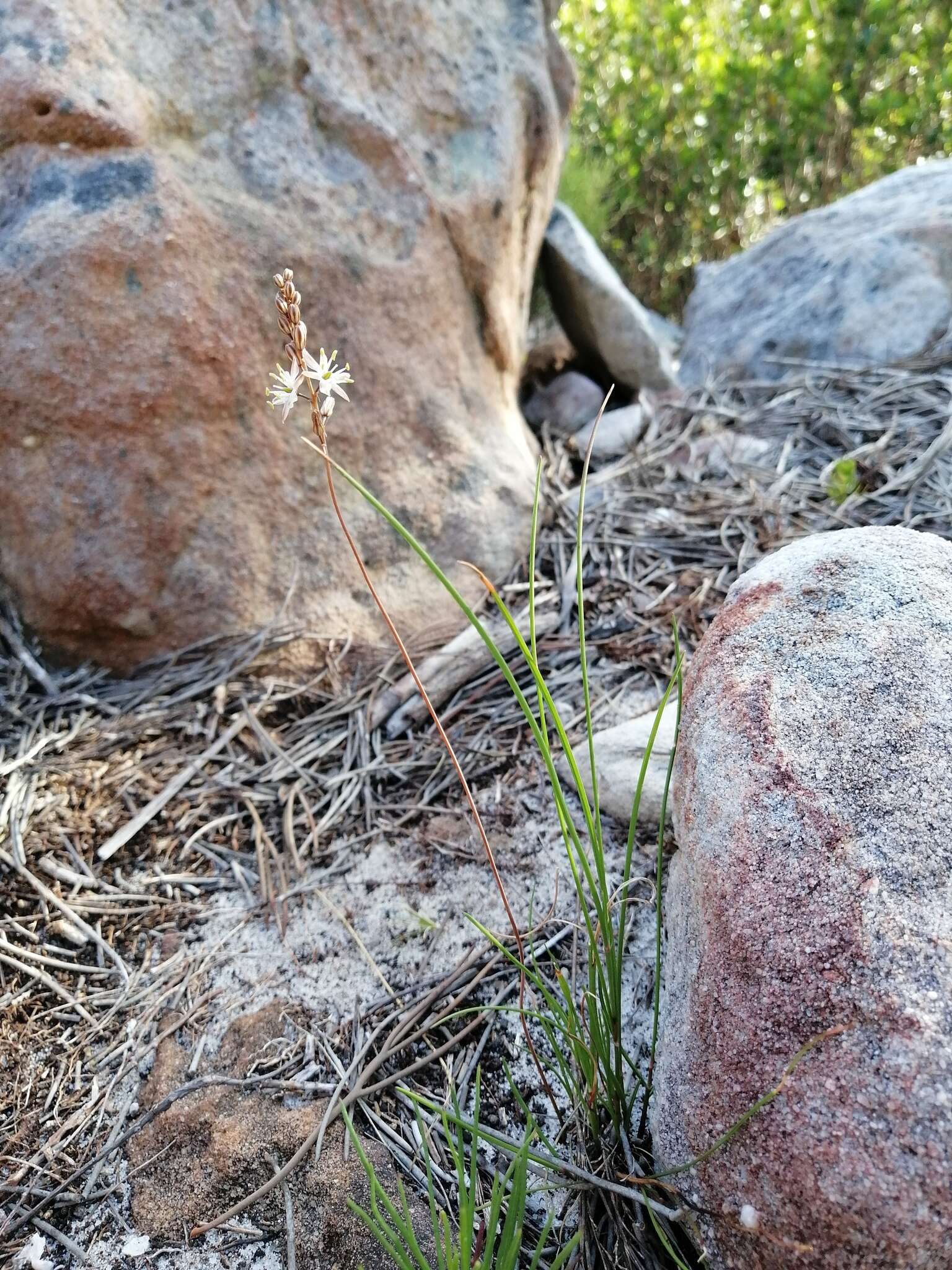 Image of Drimia salteri (Compton) J. C. Manning & Goldblatt