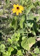 Image of Heliopsis anomala (M. E. Jones) B. L. Turner