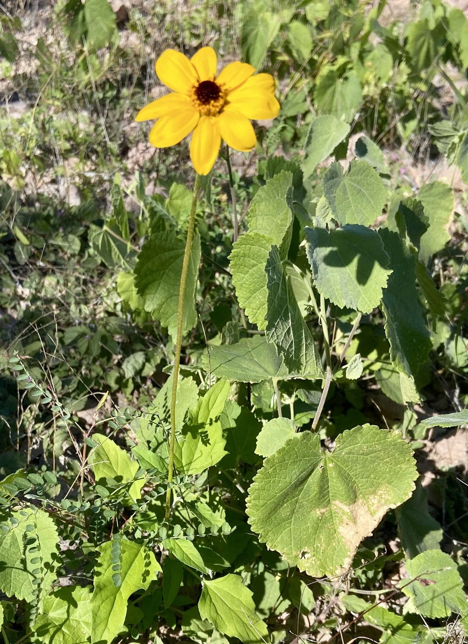 Image of Heliopsis anomala (M. E. Jones) B. L. Turner