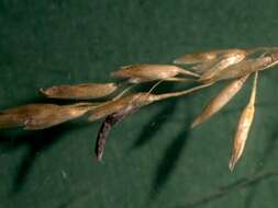 Image of Ergot