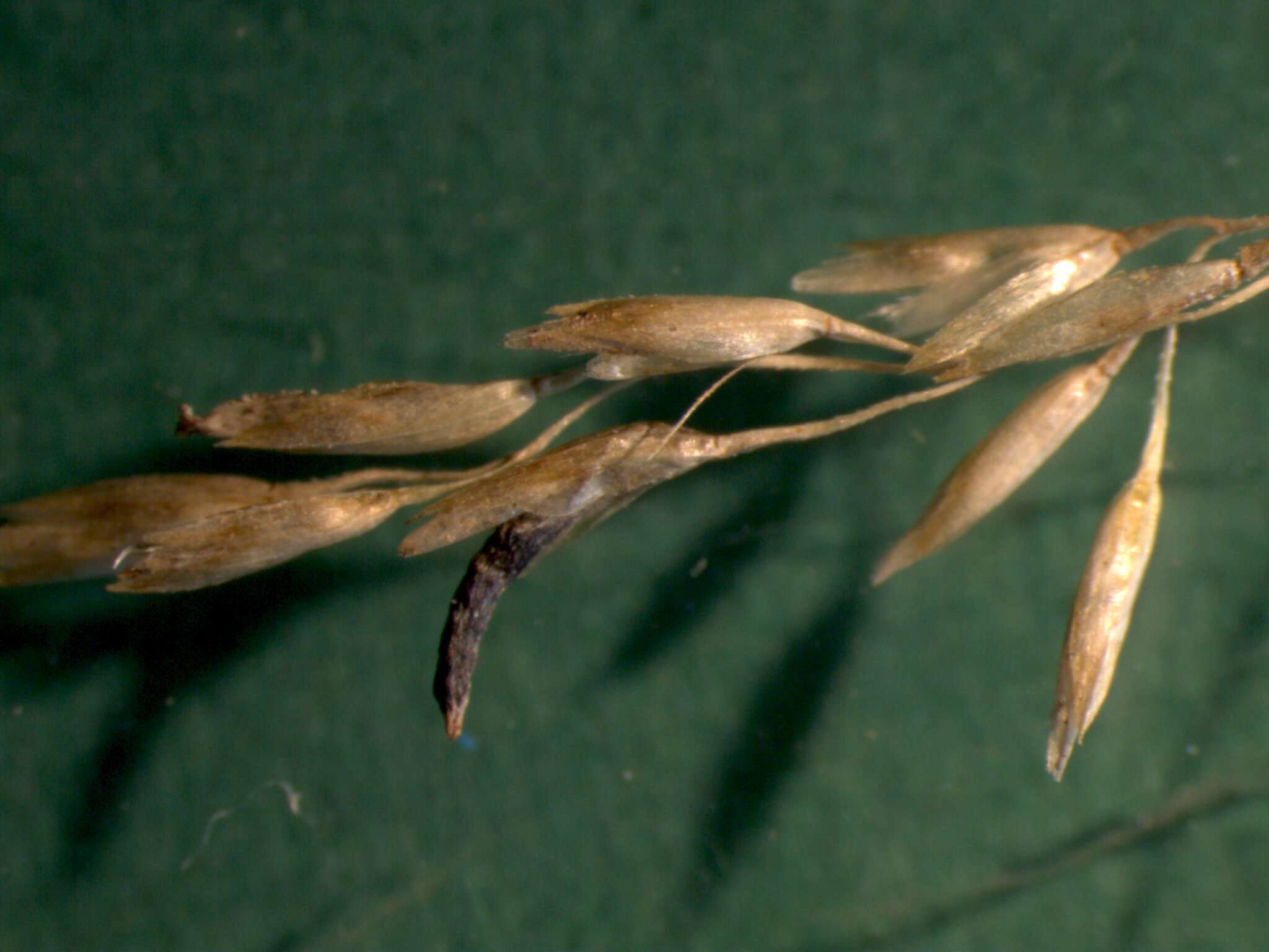 Image of Ergot