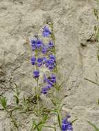 Image of New Mexico beardtongue