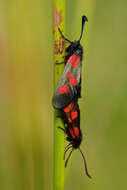 Image of Zygaena lonicerae Scheven 1777