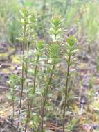 Image of arctic eyebright