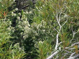 Image of Erica caffra var. caffra