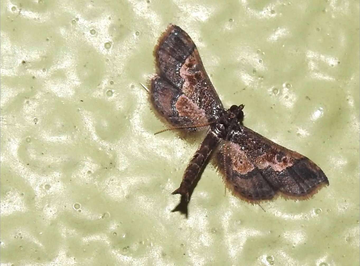 Image of Ornate Hydriris Moth