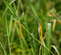 Image of Stem rust