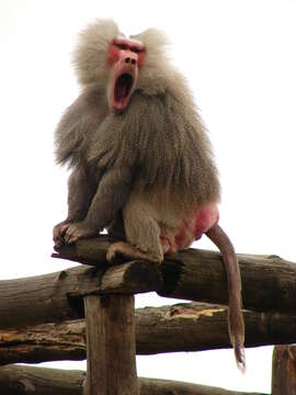 Image of hamadryas baboon