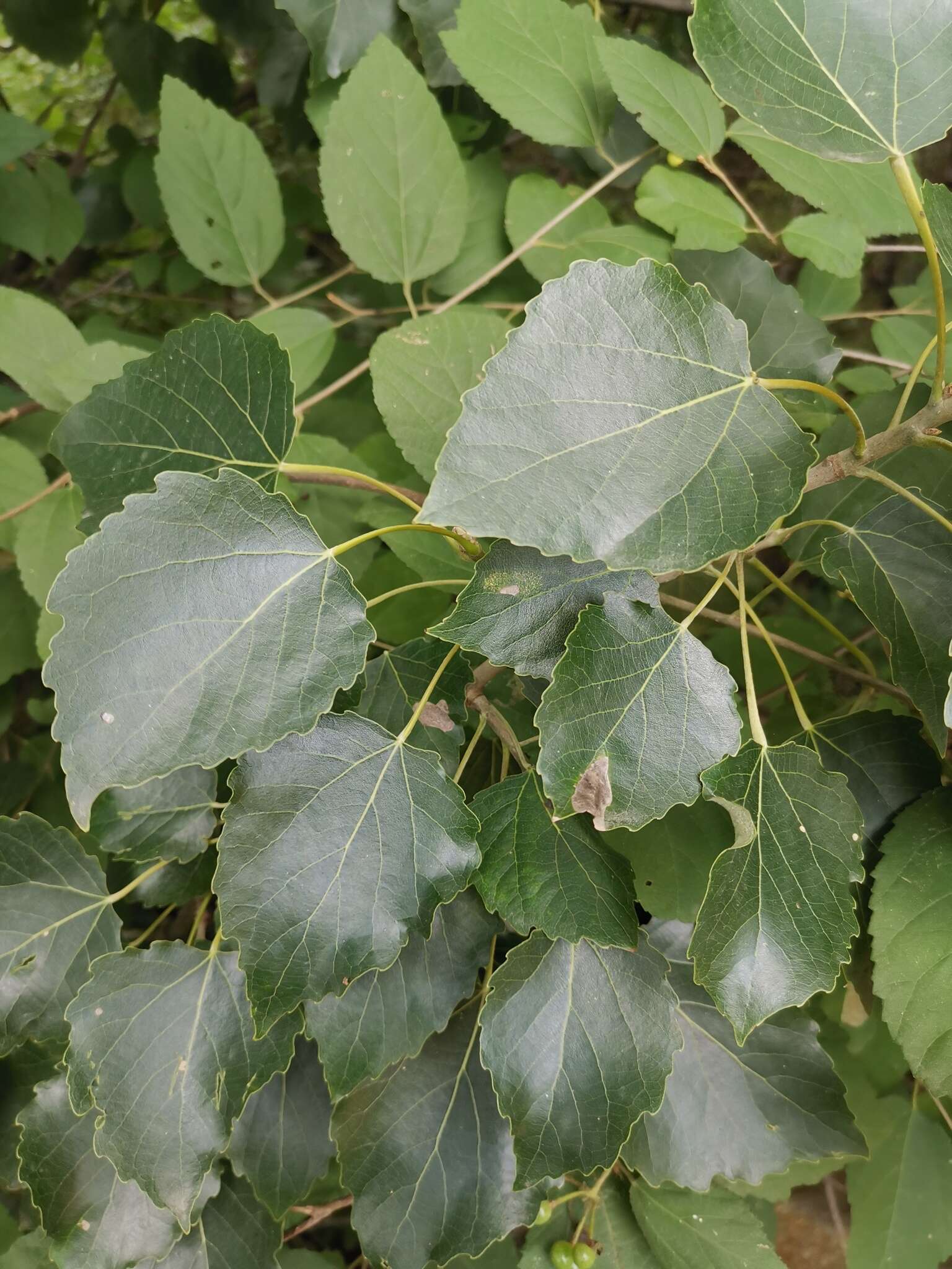 Image of Chinese white poplar