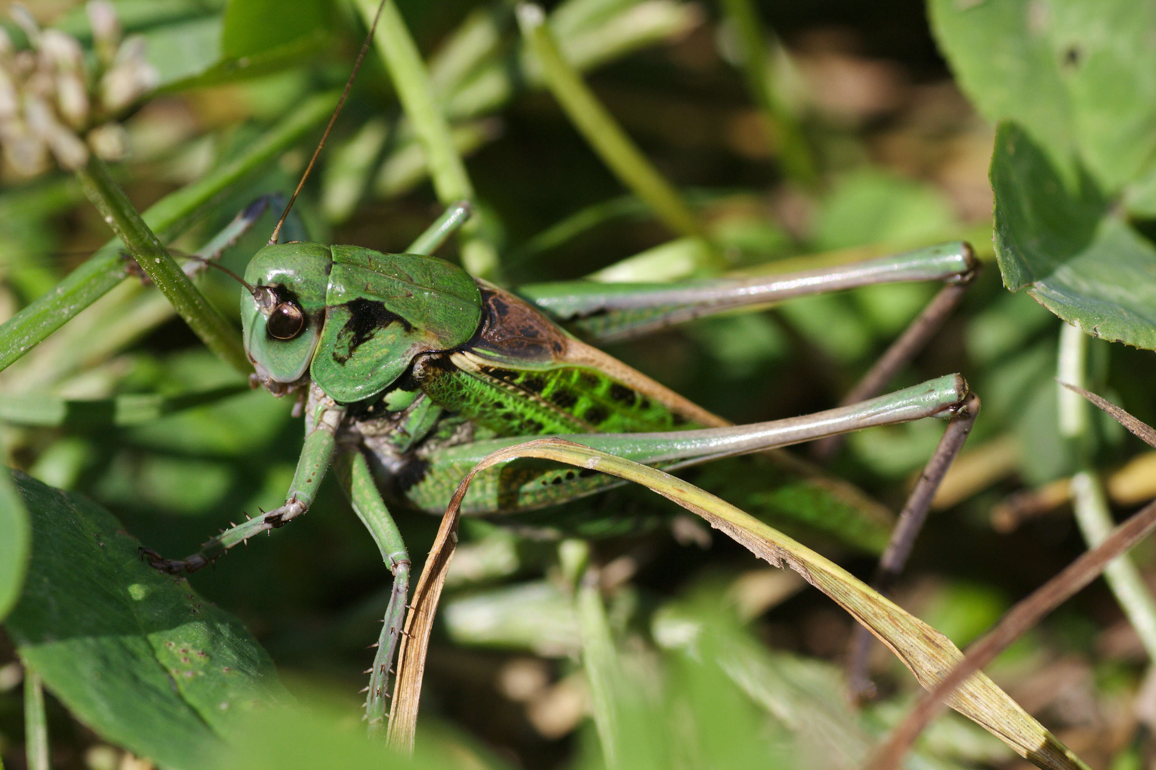 Image de dectique verrucivore