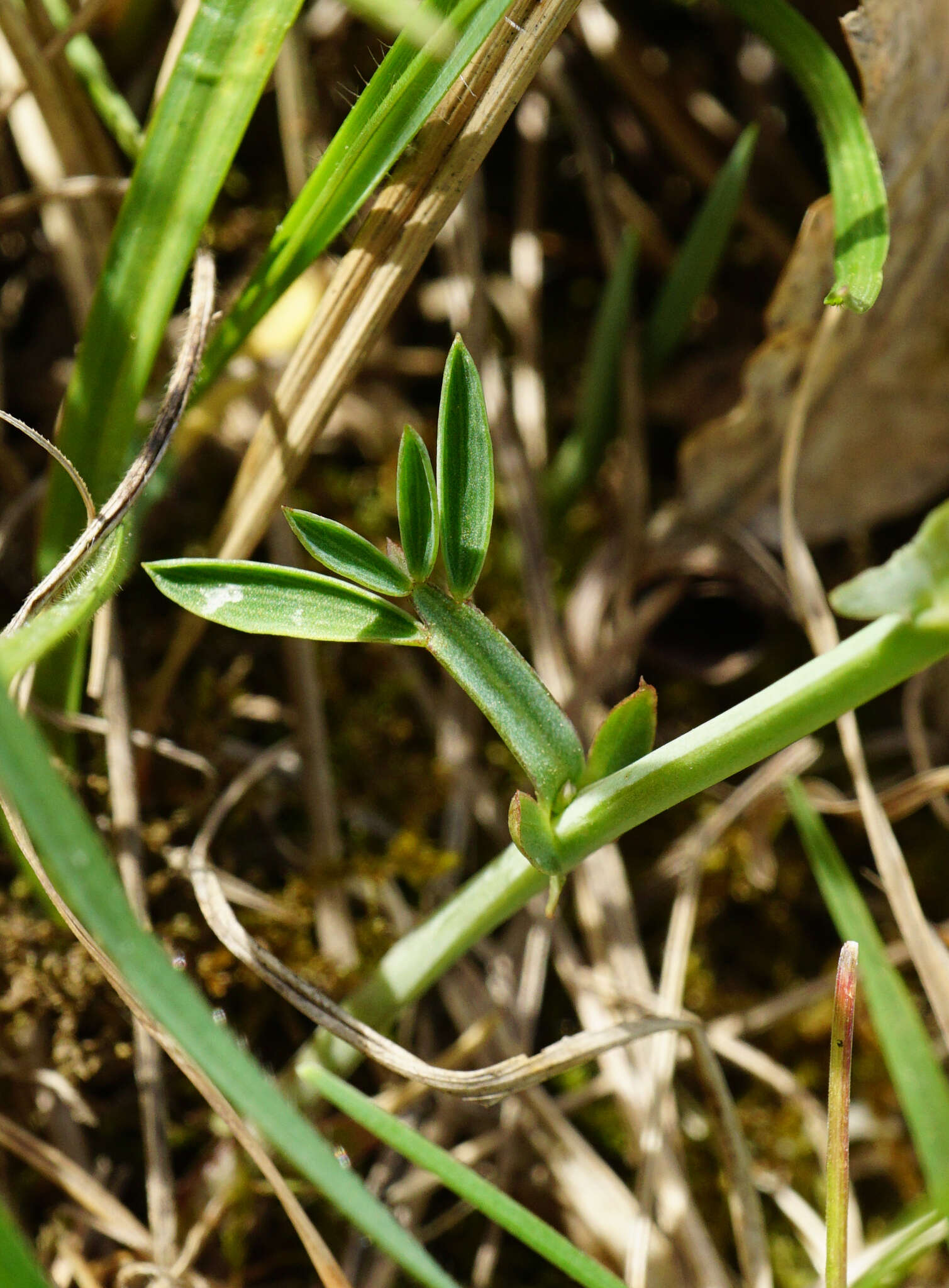 Image of Lathyrus pannonicus subsp. collinus (J. Ortmann) Soo