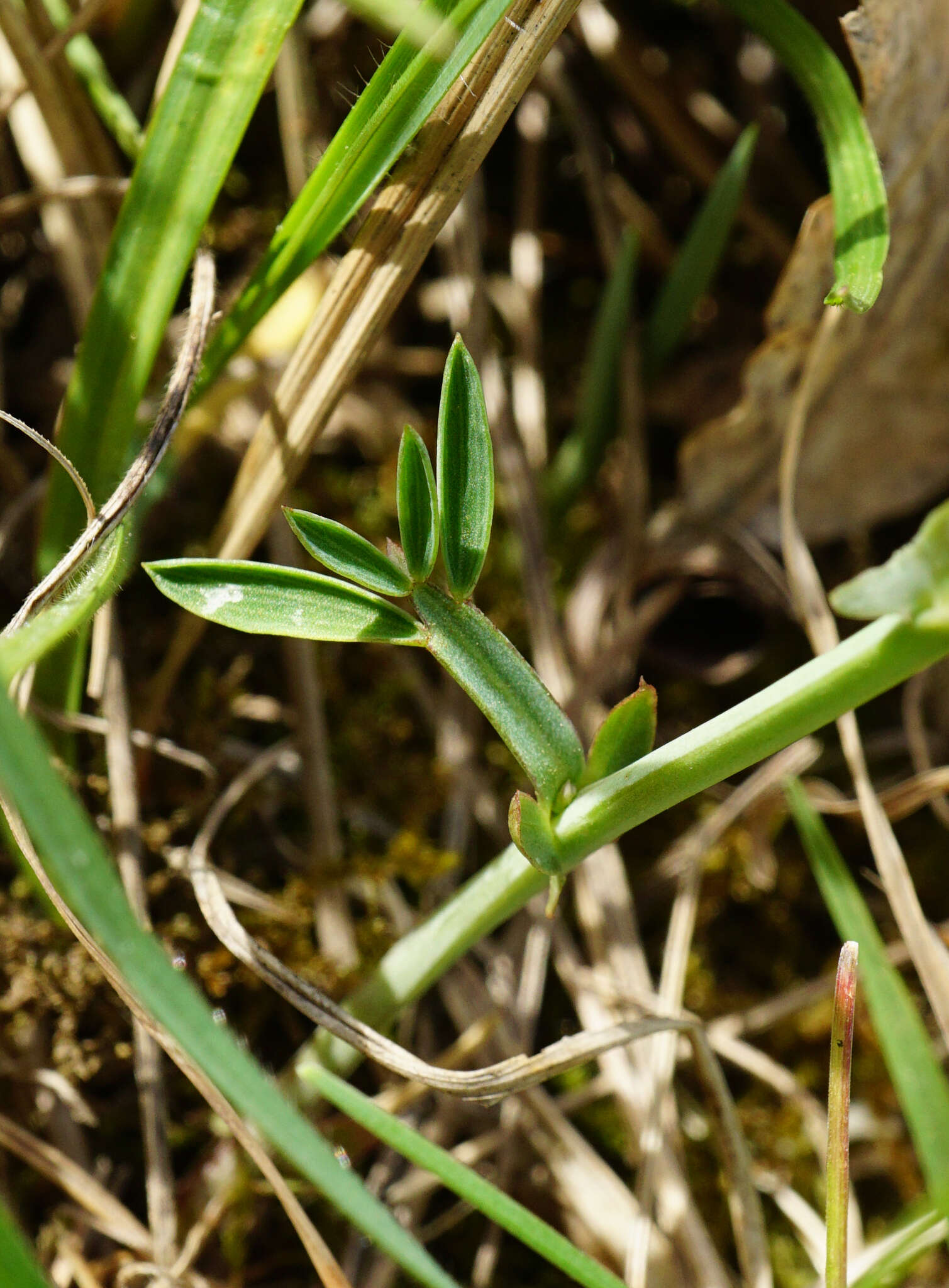 Lathyrus pannonicus subsp. collinus (J. Ortmann) Soo的圖片