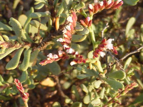 Image of Limonium sarcophyllum Ghaz. & J. R. Edm.