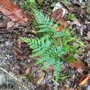 Image de Anemia adiantifolia (L.) Sw.