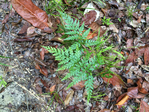 Sivun Anemia adiantifolia (L.) Sw. kuva