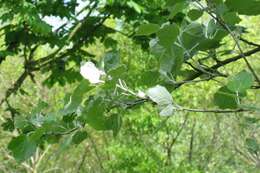 Image of White Poplar