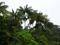 Image of Assai palm