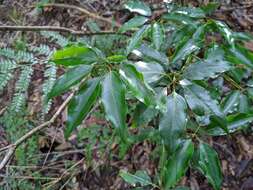 Image of Neolitsea acuminatissima (Hayata) Kaneh. & Sasaki