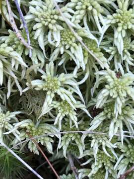 Image of Girgensohn's bog-moss