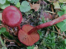 Image of Cortinarius sanguineus